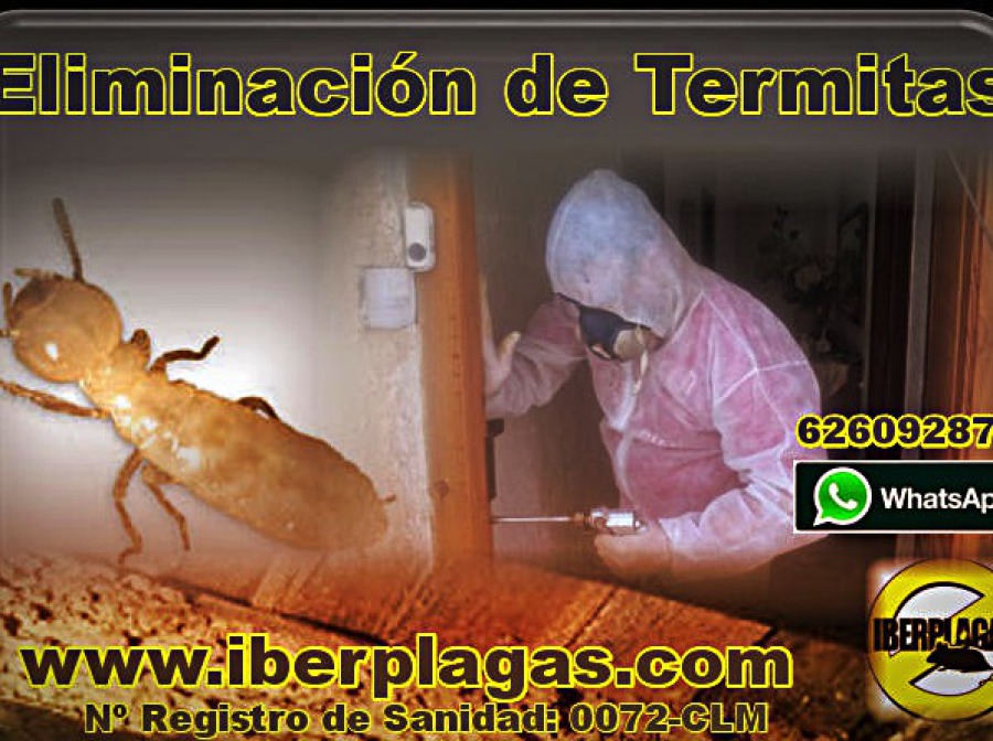 Eliminar termitas y carcoma