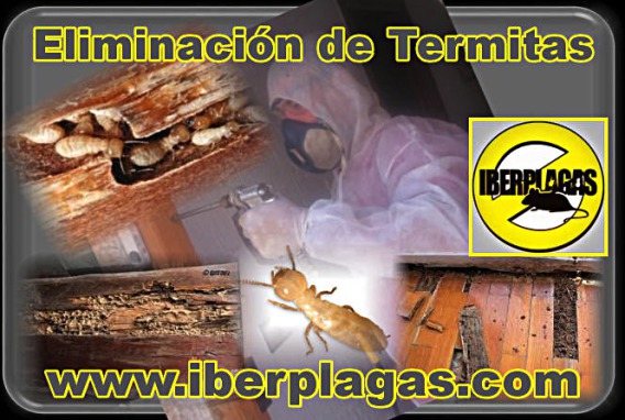 Eliminar termitas en Alicante