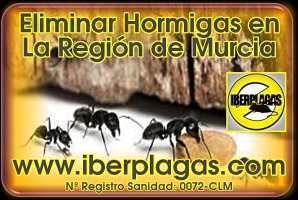 eliminar hormigas en Murcia