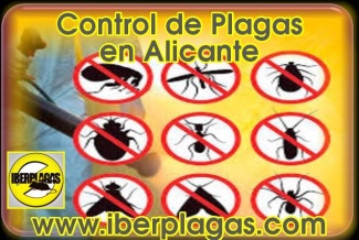 Control de Plagas en Alicante