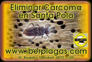 Eliminar carcoma en Santa Pola