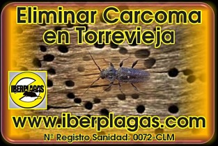 Eliminar Carcoma en Torrevieja
