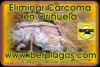 Eliminar Carcoma en Orihuela