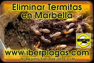 Eliminar termitas en Marbella