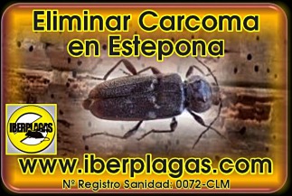 Eliminar carcoma en Estepona