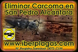 Eliminar carcoma en San Pedro Alcántara