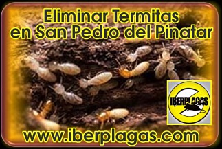 eliminar termitas en San Pedro del Pinatar