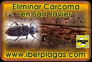 eliminar carcoma en San Javier