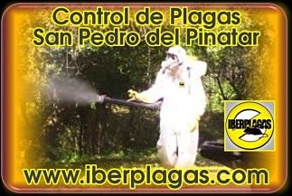 control de plagas en San Pedro del Pinatar