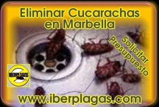 Eliminar Cucarachas en Marbella