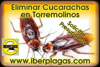 Eliminar cucarachas en Torremolinos