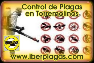 Control de Plagas en Torremolinos