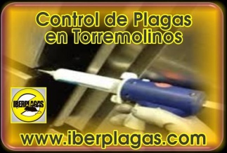 Control de plagas en Torremolinos