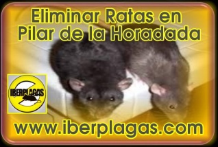 Eliminar Ratas en Pilar de la Horadada