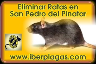 Eliminar ratas en San Pedro del Pinatar