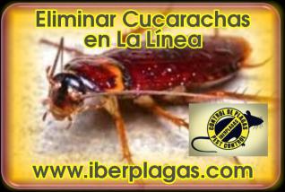 Eliminar cucarachas en La Línea de la Concepción