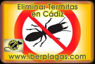 Eliminar Termitas en Cádiz