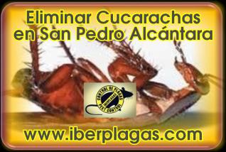 Eliminar cucarachas en San Pedro Alcántara