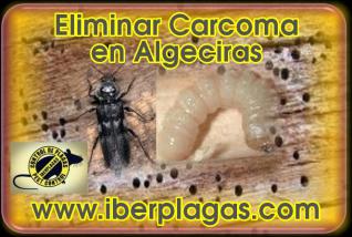 Eliminar Carcoma en Algeciras
