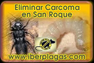 Eliminar Carcoma en San Roque