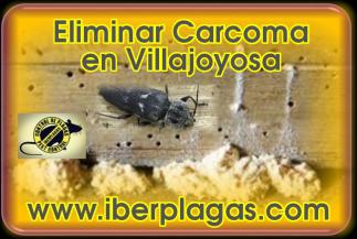 Eliminar Carcoma en Villajoyosa